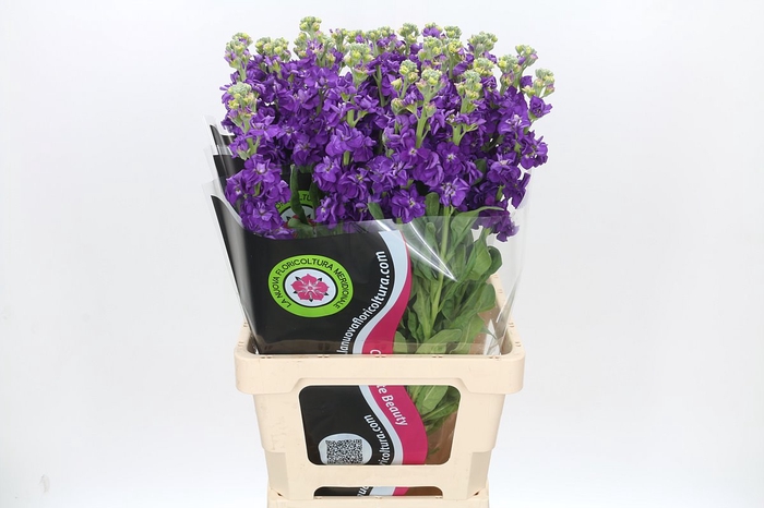 Matthiola Iron Purple