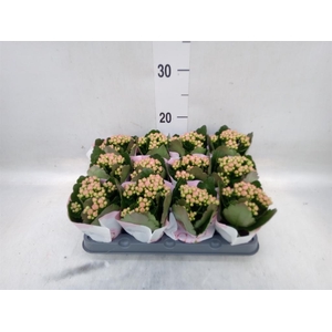 Kalanchoe  'RoseFlow Harlow'