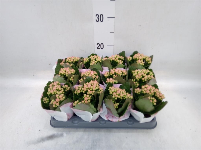 <h4>Kalanchoe 'RoseFlow Harlow'</h4>