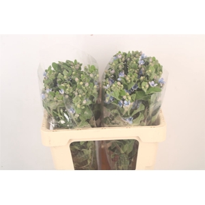 Oxypetalum Tan Pur Blue