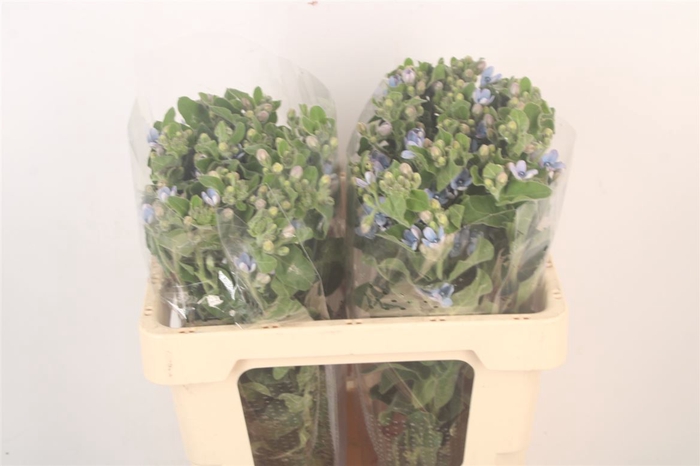 <h4>Oxypetalum Tan Pur Blue</h4>