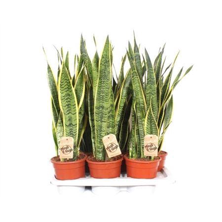 <h4>Sansevieria Laurentii A2</h4>