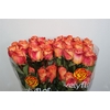 R GR WILD SPIRIT Welyflor