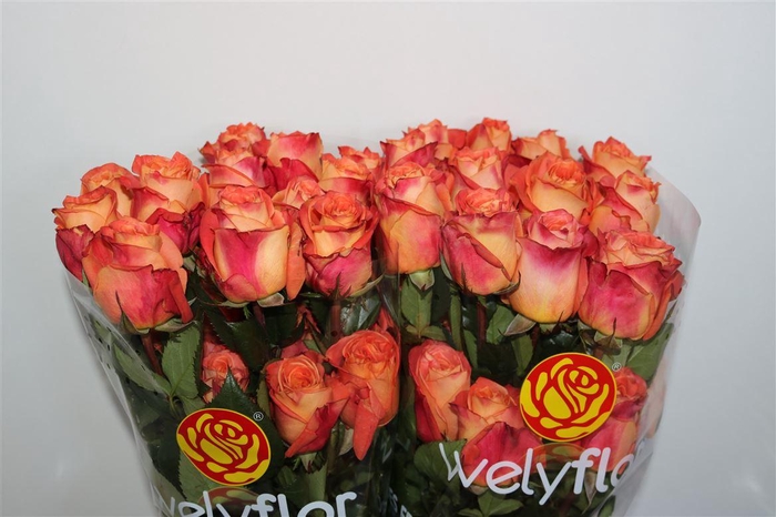 R GR WILD SPIRIT Welyflor