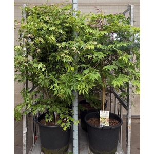 Acer overig