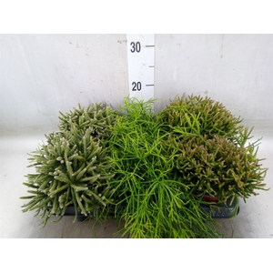 Rhipsalis   ...mix