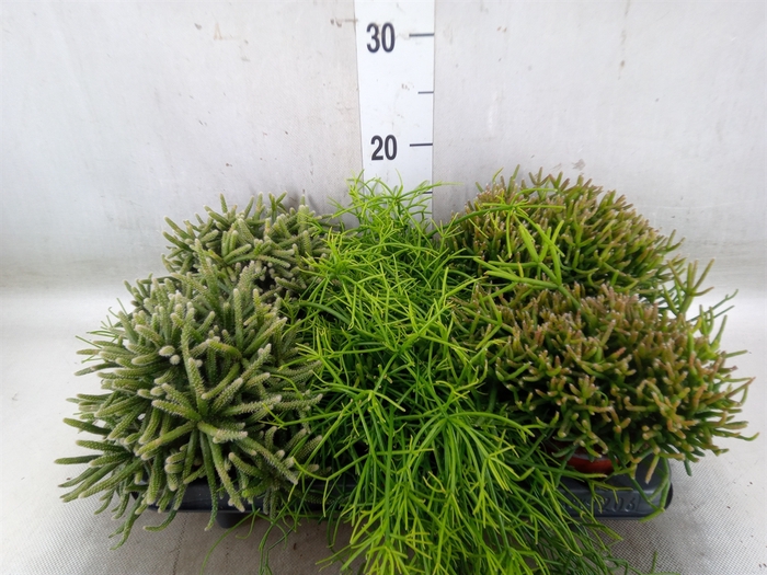 <h4>Rhipsalis   ...mix</h4>