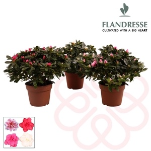 Azalea Flandresse® 'gemengd' 30 - 32 cm