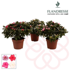 Azalea Flandresse® 'gemengd' 30 - 32 cm