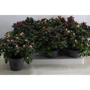 RHODO SI GEM