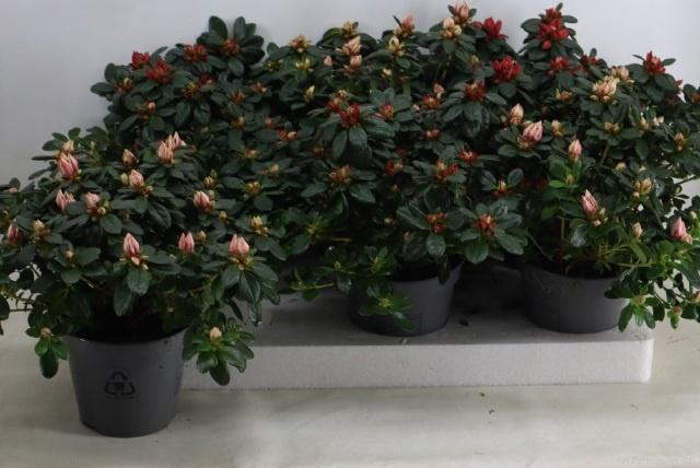 <h4>RHODO SI GEM</h4>