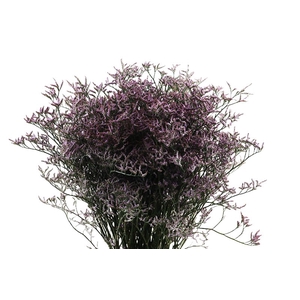 Limonium Safora Lilac Extra