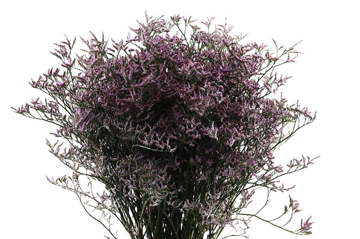 <h4>Limonium Safora Lilac Extra</h4>