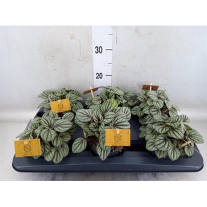 Peperomia