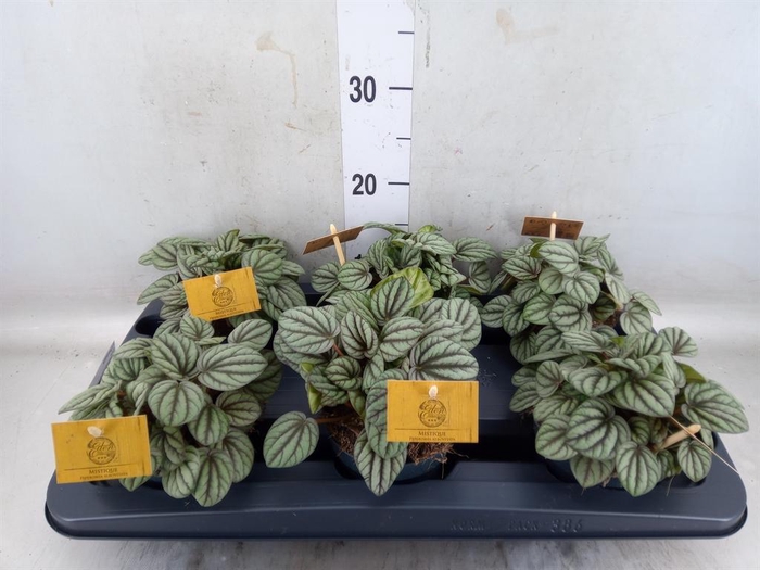 <h4>Peperomia</h4>