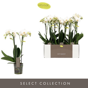 Optimost Helios 2 spike