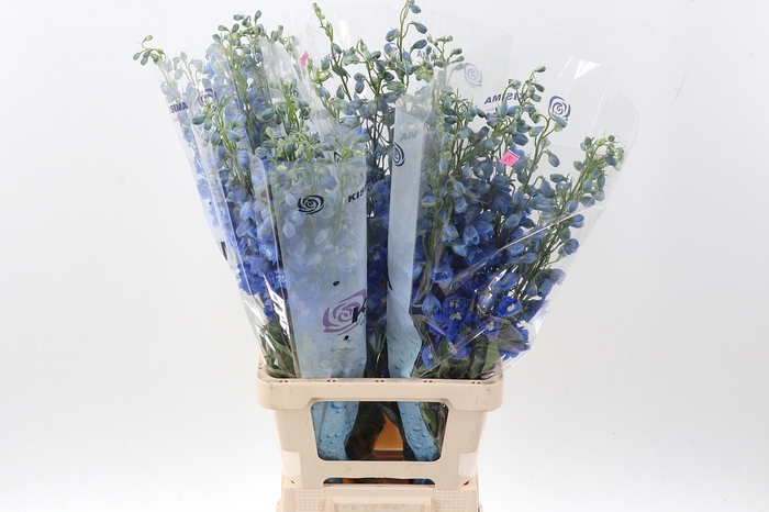 <h4>Delph Du C Bl Shades</h4>