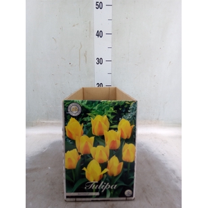 Tulipa   ...flowerbulbs