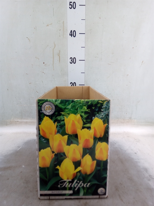 <h4>Tulipa   ...flowerbulbs</h4>