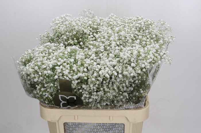 <h4>Gyps Xlence</h4>