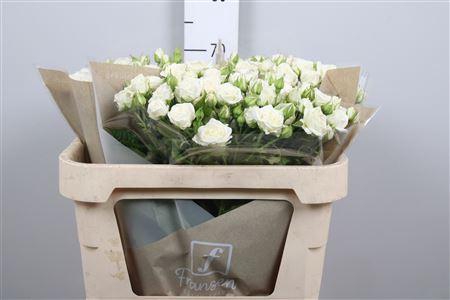 <h4>R Tr Josephine</h4>