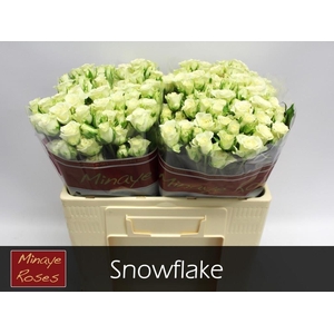 R TR SNOWFLAKE