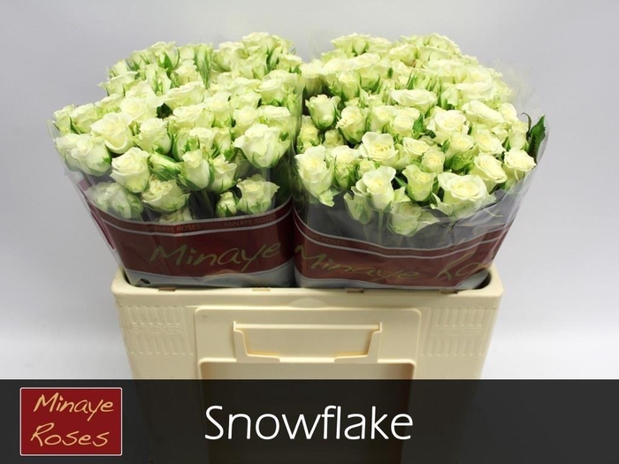 <h4>R TR SNOWFLAKE</h4>