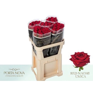 Rosa gr Red Naomi