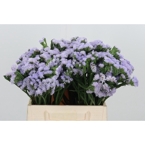 Lim S Luna Blue