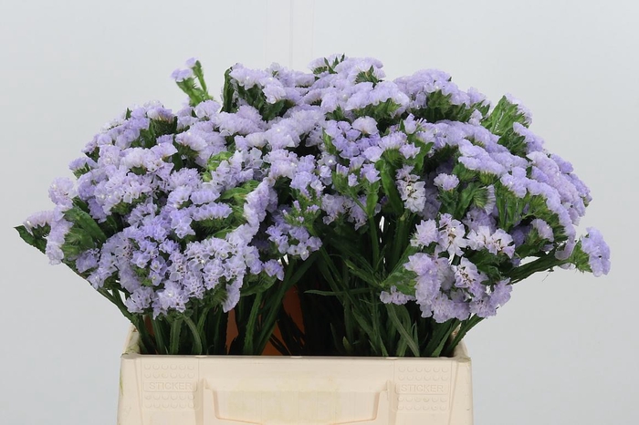 <h4>Lim S Luna Blue</h4>