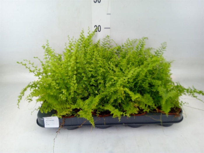 <h4>Nephrolepis exal. 'Green Fantasy'</h4>