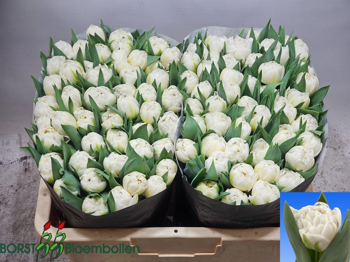 <h4>TU DU ONLINE</h4>