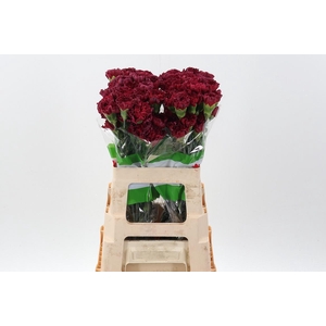 Di St Lucy 60cm