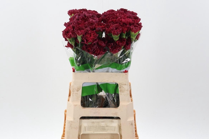 <h4>Di St Lucy 60cm</h4>