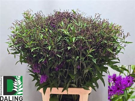 <h4>Vernonia C 'mammuth'</h4>