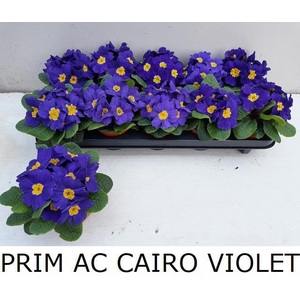 PRIM AC CAIRO VIOLET