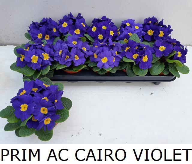 <h4>PRIM AC CAIRO VIOLET</h4>