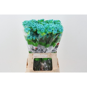 Di St Tinted DoubleMint