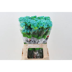 Di St Tinted Double Mint