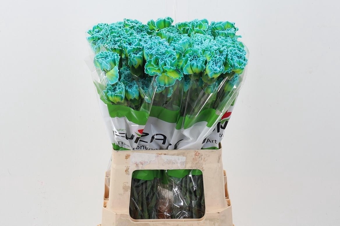 <h4>Di St Tinted Double Mint</h4>
