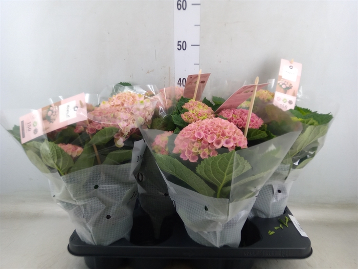 <h4>Hydrangea mac. 'Magical Revolution'</h4>