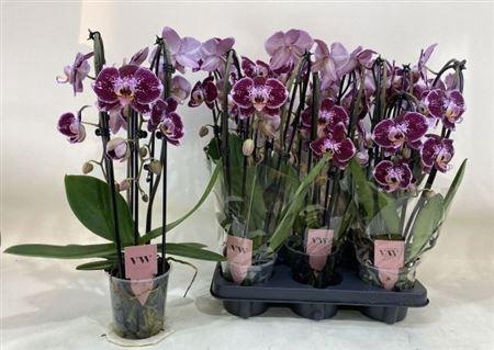 <h4>Phal An Reims Cascade 3 Branches 18+</h4>