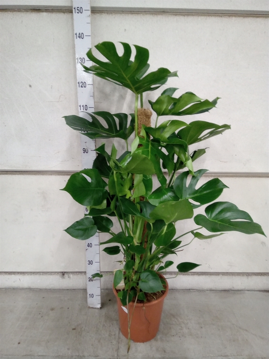 <h4>Monstera delic.</h4>