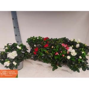 RHODO SI VOGEL GEM