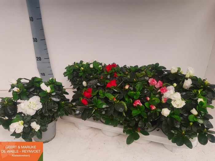 <h4>RHODO SI VOGEL GEM</h4>