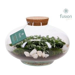 Green Bottle Luna XLarge met Terrarium arrangement
