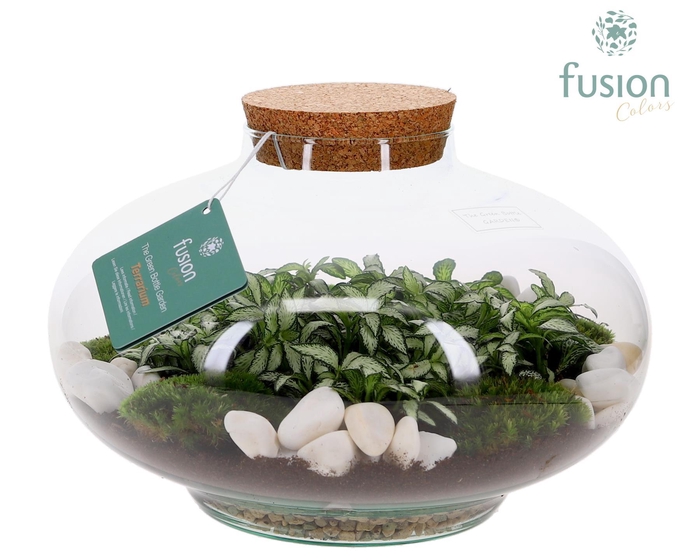 <h4>Green Bottle Luna XLarge met Terrarium arrangement</h4>