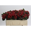 Hypericum True Romance