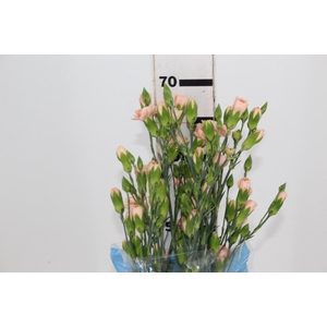 CRAVO SPRAY CHAMPAGN 070 CM
