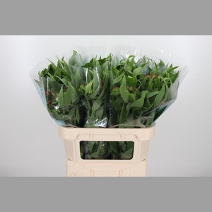 Alstroemeria Rome 100 Gram